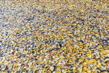 Autumn foliage background. Yellow golden brown grey colors of aspen leaves. Texture pattern of autumn golden yellow leaves. Colorful fall season concept. Space for text. 