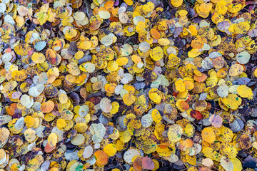 Autumn foliage background. Yellow golden brown grey colors of aspen leaves. Texture pattern of autumn golden yellow leaves. Colorful fall season concept. Space for text. 