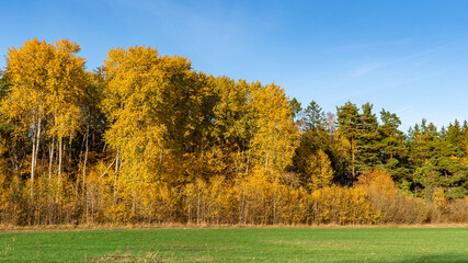Panorama of autumn trees of bright yellow orange gold colors. Fall season background. Rows of...