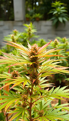 Fototapeta premium A colorful Marijuana plant growing outdoors, asian style. isolated with white highlights