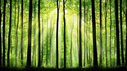 Fototapeta premium Tranquil Sunlight Filtering Through Lush Green Forest Trees