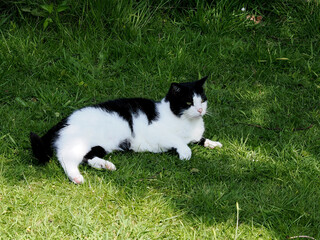 A white and black cat lying on the grass in the shade
