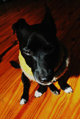 Perro negro con bufanda en piso de madera