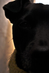 perro con bufanda mirando a camara