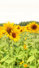 Yellow sunflower field - wallpaper, color sketch. isolated with white highlights