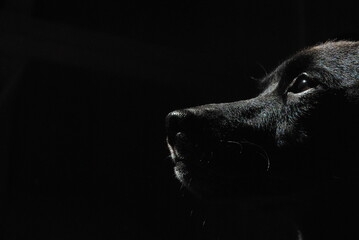 perfil de perro negro sobre fondo oscuro