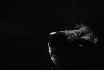 nariz brillante de perro sobre fondo oscuro