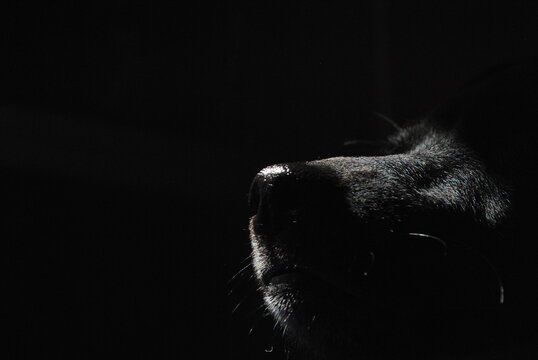 nariz brillante de perro sobre fondo oscuro