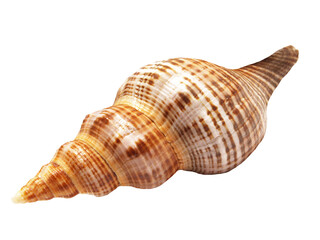 Sea shell isolated on white