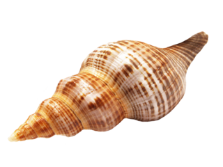 Sea shell isolated on white