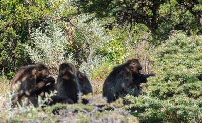 Gelada baboon group in the Ethiopian mountains