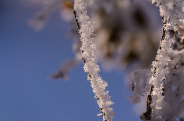 straight branches with white frost on a blurred background of blue sky and bush