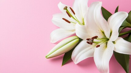 Elegant White Lilies on Soft Pink Background with Green Leaves