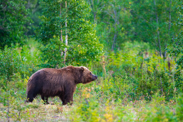 Wild brown bear, Ursus arctos piscator, strides majestically through summer forest, inspiring awe and respect. While it occasionally poses threat, it is testament to our planet's biodiversity.