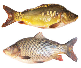 Fish carp isolated on white background