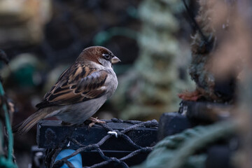 Male Sparrow perched on a Lobster Pot, Pittenweem, Scotland
