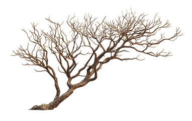 Obraz premium Twisted Branch of a Leafless Tree in Natural Artistry Isolated on transparent background