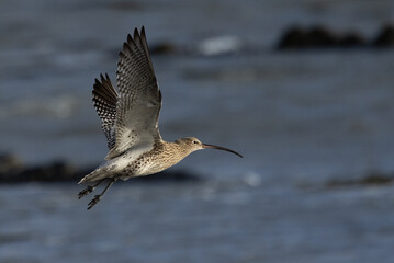 Curlew in Flight, Pittenweem, Scotland
