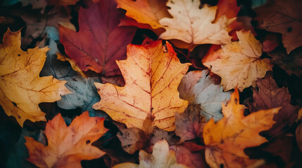 Fototapeta premium Vibrant Multicolored Fruit Leaves