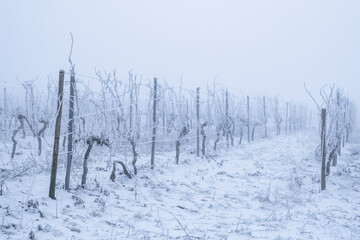 A vineyard covered in snow and frost in the Rheingau