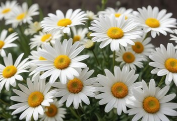 Fototapeta premium Close-up view of white and yellow daisy flowers in bloom, daisy, spring, floral, serene, flowers