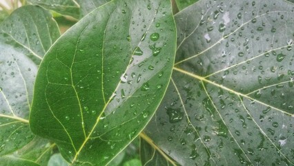 water drops on a leaf