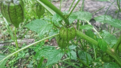 physalis angulata or golden cerry herbal plant 