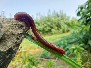 millipedes that walk among logs and leaves unique 