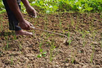 The farmer is removing stones from the agricultural field with small hand spade