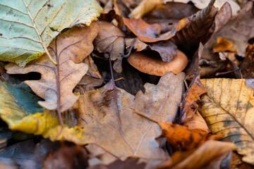 Forest fungi growing through fallen autumn foliage