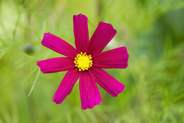 Obraz premium bright magenta Cosmos flower from above, close-up of purple Cosmea flower, close-up Cosmea flower with yellow pollen pistil, petals, light pink flower, Cosmos bipinnatus, beautiful petals, pollen dust