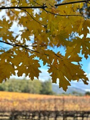 Autumn leaves next to a vineyard