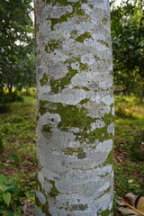 Muellera campestris, fungus on the tree