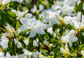 White flowering azalea plant. Exotic flower. Natural flower plant. Flora nature. Bright blooming azalea flower in nature. Azalea flower. Flowering nature closeup. Summer freshness