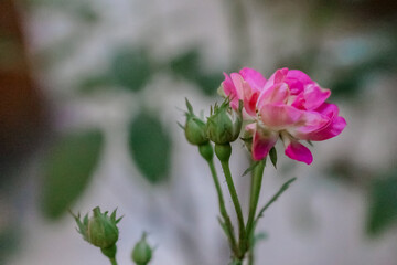Pink rose flower