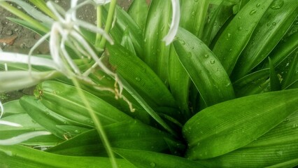 Obraz premium close up of a bunch of beans