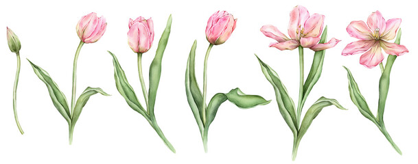 Set of Pastel pink light yellow Tulips and open bud watercolor illustration isolated on white background. Hand drawn delicate garden spring perennial bulbous flower for spring wedding design or card.