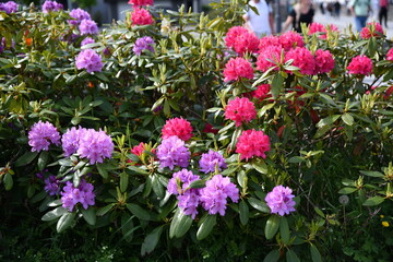 Landscapes around Maloy village in Norway, hiking through the nature and outlook on it great fjords.