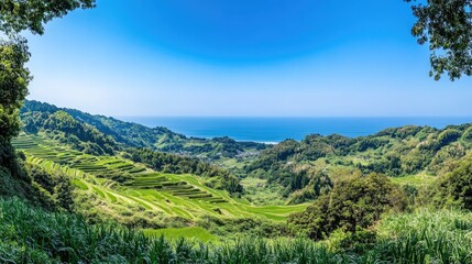 Obraz premium A scenic shot of lush terraced rice fields descending towards the sea, with a clear blue sky above.