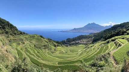 Fototapeta premium A scenic shot of lush terraced rice fields descending towards the sea, with a clear blue sky above.
