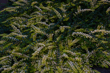 Dense Foliage of Green and Yellow Fern-Like Leaves