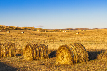Straw bales in a farm field in Southern Saskatchewan at golden hour = a post harvest scene with...