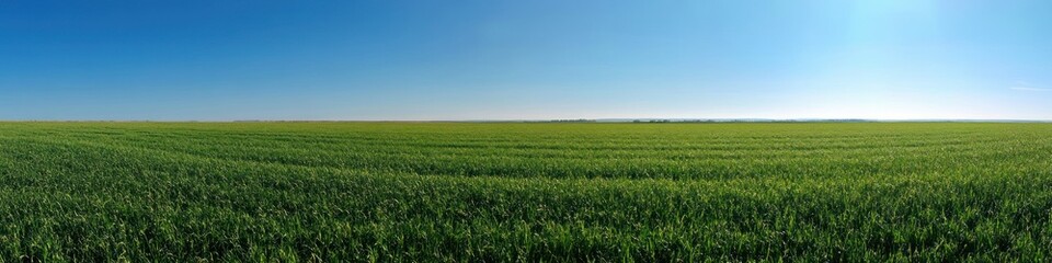 Fototapeta premium Vast green field under a bright blue sky with endless horizon and fresh grass
