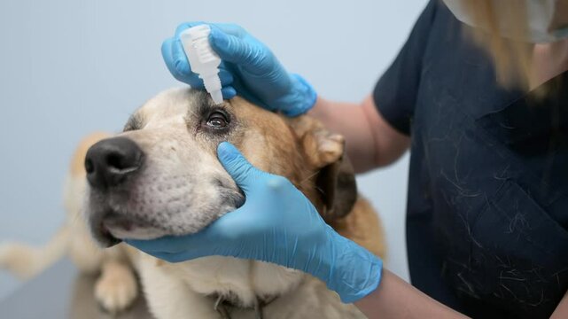 Veterinary doctor checks eyesight of a big dog in a veterinary clinic. Vet apply drops or ointment to the eyes of pet. Pet health.
