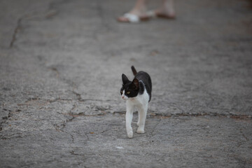 Stray cats resting and wandering in an urban setting during summer, surrounded by warm sunlight and city elements. A scene highlighting urban wildlife and feline resilience.