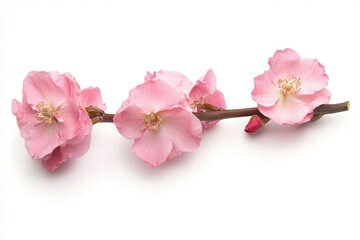 Beautiful Pink Blossom on White Background for Nature Lovers