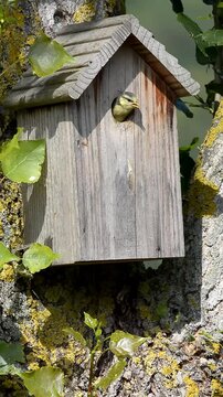 nichoir et nourrissage des m&eacute;sanges