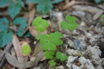 Four-leaf clover vegetables plant growing in field