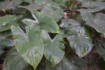 taro plants growing in forest