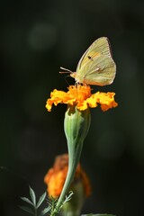 yellow butterfly on an orange flower